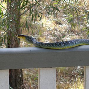 Common Tree snake